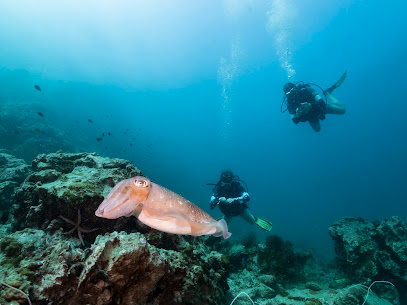 INTO Dive center / Fin Cats Co., Ltd.