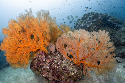 Dive Geek