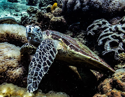 Sea Gypsy Divers