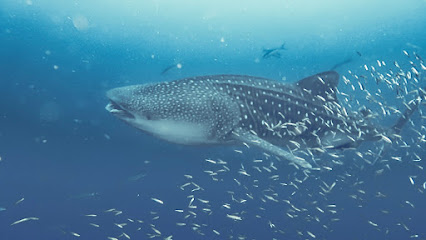 ANDAMAN SCUBA DIVING CENTRE: Similan Liveaboards Thailand & Myanmar