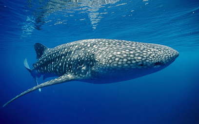All4Diving Phuket Thailand