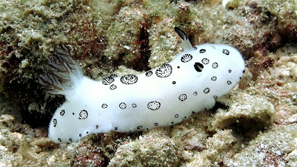 Sea Men Divers / Фукуок Дайвинг / Phu Quoc Diving
