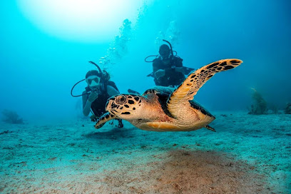 Diving Lm