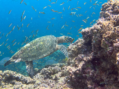 Pv Ocean Tours