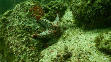 Condesa Dive Center