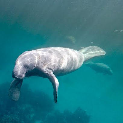 Costa de Cocos Dive