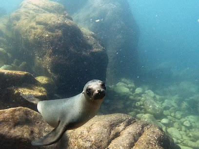 Dive in La Paz