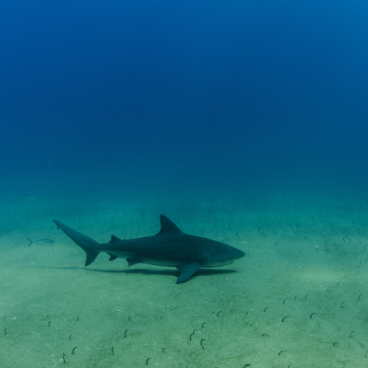 Cabo Pulmo Diving Travel