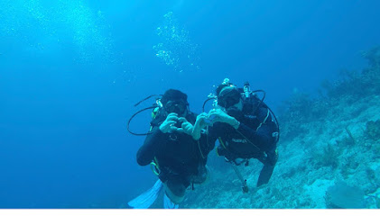Dive Home