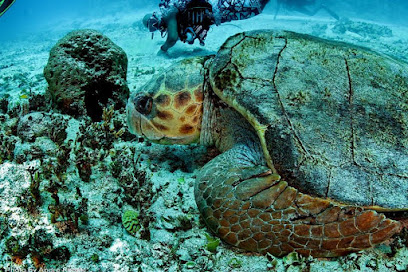 MONTERO DIVERS