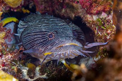 Dive and Surf Cozumel
