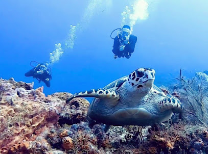 QuelonianDivers, Cenote I Scuba l Reef l Tours l Snorkel