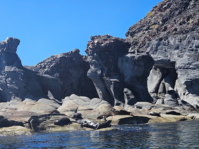 Dolphin Dive & Vive Loreto Tours