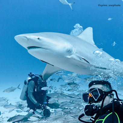 Scuba Del Carmen