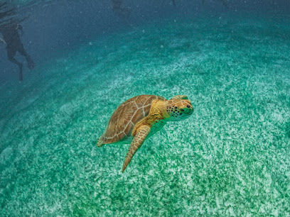 Akumal -Swiming with Turtles