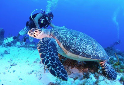 Scuba Reef Divers