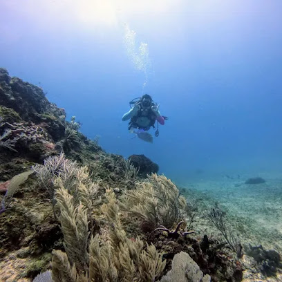 Hammerhead Dive Club