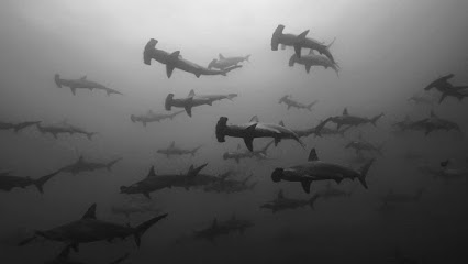 Dive Gordo Banks
