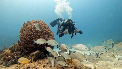 CoralDiveSchool