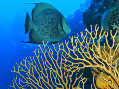 Poncho SCUBA