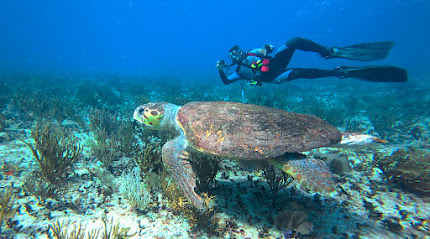 Feel The Diving