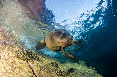 La Paz Diving Sea Lions Dive Center