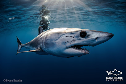 Baja Shark Experience