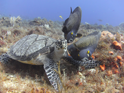 Dive Paradise