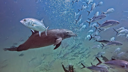 Mar y Sierra Cabo Pulmo Scuba Diving