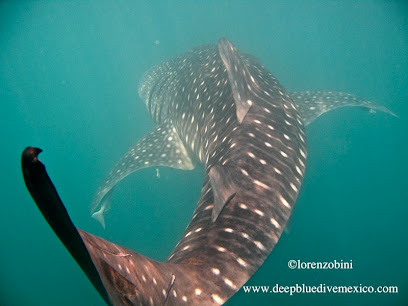 Deep Blue Dive Mexico
