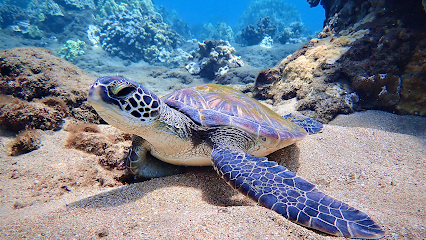Destination Diving and Snorkel Maui