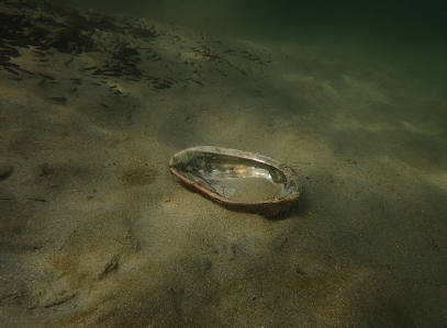 Monterey bay mermaid