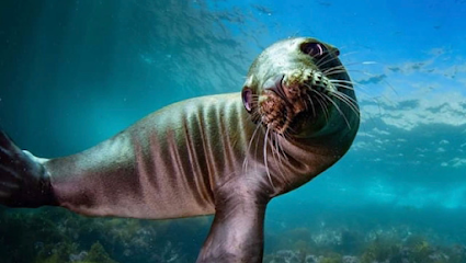 Catalina Scuba