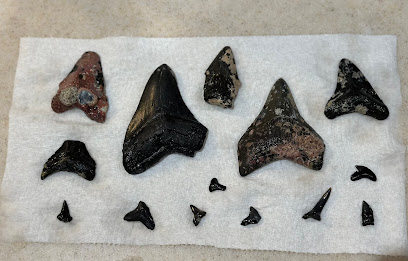 Aquanutz Shark Tooth Diving