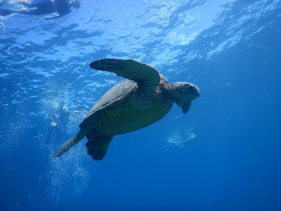 Maui Dive Connection