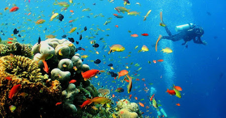 Soto Scuba