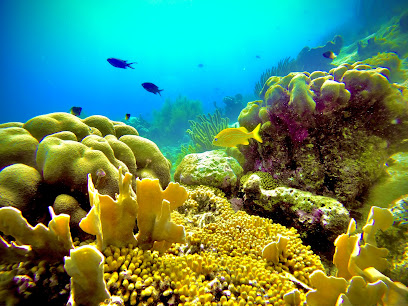 Deep Blue Scuba