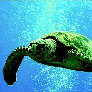 Hawaii Nautical-ASA