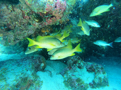 Blue Wave Dive Center, Inc