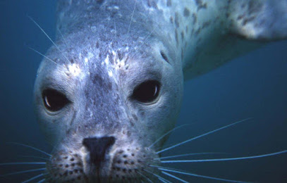 Evergreen Dive Service