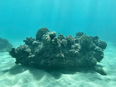 Professional Diving Addicts, LLC - Private Scuba Instructor