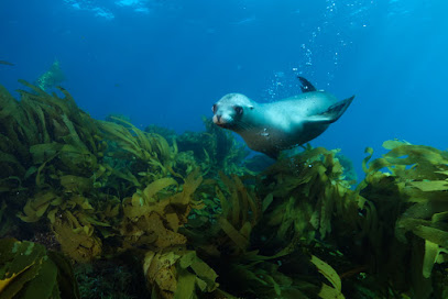 Ocean Safari Scuba