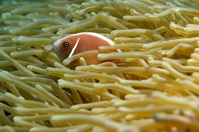 Reef Encounters Texas