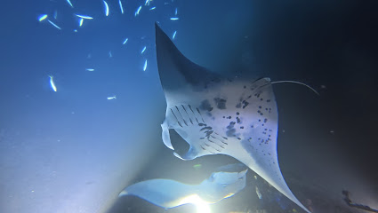BID Honu Iki