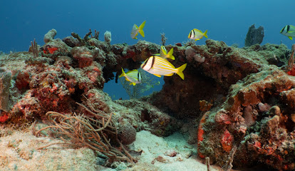 Scubatyme Scuba Charters