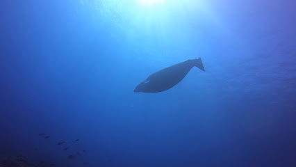 Kona Honu Divers Boat Slip