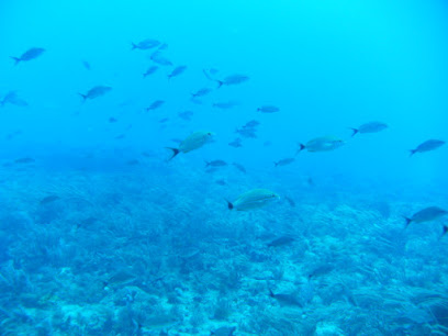 Aquatic Wonders In SCUBA