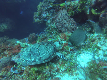 218 ScubaDiving LLC