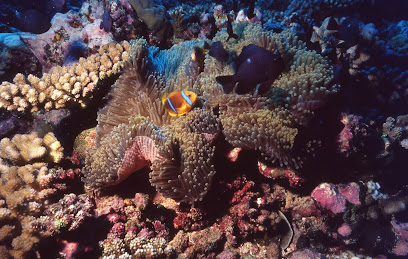 The Amazing Ocean