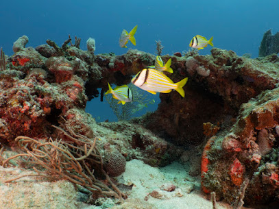 Boynton Beach Diver
